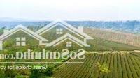 Tổng Diện Tích 8000M Trên Đất Đang Trồng Chè Tại Văn Miếu Thanh Sơn Phú Thọ