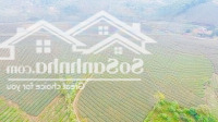 Tổng Diện Tích 8000M Trên Đất Đang Trồng Chè Tại Văn Miếu Thanh Sơn Phú Thọ