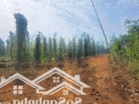 Chính Thức Mở Bán 47 Lô Đất Full Thổ Cư Tại Cư Kuin Cơ Hội Vàng Đầu Tư Sinh Lời Nhanh