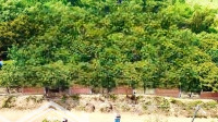 Vườn Trái Cây Sẵn Thổ Cư & Sổ Mỹ Đức, Đạ Huoai, Lâm Đồng: Dt: 6X20M - 35M, Sẵn 100M2 Thổ Cư