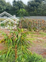 Cần Bán 1650M2 Đất Đỏ Bazan, Full Sầu Riêng 6 Tháng. Đường Bê Tông Thông