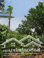 Cần Bán 3Ha Đất Vườn Tiêu, Cà Phê, Mít Đang Thu Hoạch. Cách Tỉnh Lộ 683 Tầm 2Km. Bao Giá