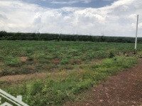 Chính Chủ Chuyển Nhượng Hoặc Cho Thuê Đất Tại Ấp Tà Thiết, Xã Lộc Thịnh, Huyện Lộc Ninh, Bình Phước