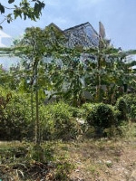 Bán Đấtmặt Tiềntrần Văn Sắc Thảo Điềndiện Tích100M2 Giá Bán 13,7 Tỷ