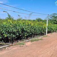 1000m2 có 50m2 thổ cư. 23m mặt tiền đường xe hơi. 620tr