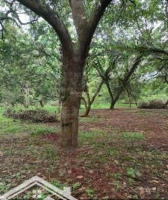 Bán Gấp Đất 1000M2 Tại Đường Bùi Hữu Nghĩa - Đồng Nai - Biên Hoà - Giá Bán 1Ty 400 Triệuiệu - Shr Chính Chủ
