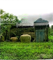 Bán Đấu Giá Thửa 513 Xã Mỹ Cầm, Huyện Càng Long, Tỉnh Trà Vinh - Giá Thỏa Thuận - 5292,3M2