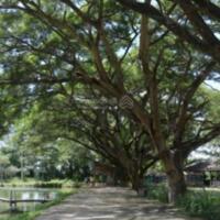 Cần bán khu du lịch sinh thái Hàm Liêm- Hàm Thuận Bắc- Bình Thuận Khu du lịch sinh thái nổi tiếng ở Phan Thiết