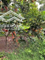 850 Triệu/Sào. Còn Thương Lượng Chút Xíu.
B.án Vườn Trái Cây Đất Đỏ Bazan(Chôm Chôm + Măng Cụt + Sầu
