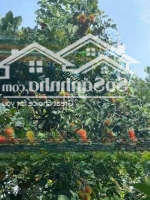 850 Triệu/Sào. Còn Thương Lượng Chút Xíu.
B.án Vườn Trái Cây Đất Đỏ Bazan(Chôm Chôm + Măng Cụt + Sầu