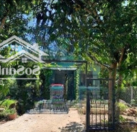 Chủ Bán Lỗ Ngay Căn Nhà Vườn Cấp 4, Thuộc Tl10, Xã Pham Văn Hai, Bình Chánh,Diện Tích500M2
