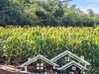 1000M2 Có 50M2 Thổ Cư. 23M Mặt Tiền Đường Xe Hơi. 620 Triệu