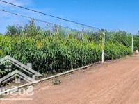 1000M2 Có 50M2 Thổ Cư. 23M Mặt Tiền Đường Xe Hơi. 620 Triệu