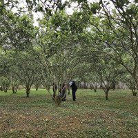 Bán Lô Đất 3600M2 Cạnh Dự Án Lớn Tại Cao Phong 2 Mặt Đường