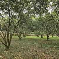 Bán Lô Đất 3600M2 Cạnh Dự Án Lớn Tại Cao Phong 2 Mặt Đường