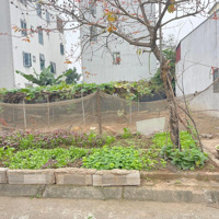 Bán Đất Tại Thị Trấn Trâu Quỳ, Ngõ Oto Tránh, Sầm Uất, Ngay Chợ Sinh Viên, Giá Tốt Nhất Khu, 86M2
