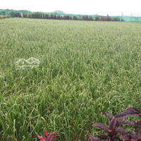 Bán Đất Lý Sơn - Qh Đất Ở Hình Thành Trong Tương Lại, Giá Sập Chỉ 60 Triệu/Lô