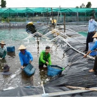 Cho Thuê Đầm Tôm Tại Vạn Ninh - Khánh Hoà Diện Tích Từ 1000M2 Giá Từ 40 - 50 Triệu/1000M2