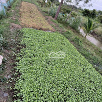 Cần Bán Mảnh Vườn 22000M2 - Trà Vinh Có Ao Cá - Vườn Dừa