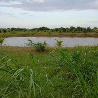 Cần Bán Mảnh Vườn 22000M2 - Trà Vinh Có Ao Cá - Vườn Dừa