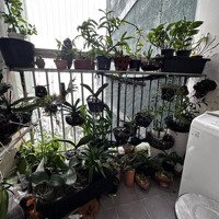 Chung Cư 8X Đầm Sen Giáp Công Viên Đầm Sen Có Sổ Hồng 48M2 Cần Bán Gấp