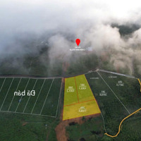 Cực Hiếm! "Thiên Đường Săn Mây" 3800M2 - Vườn Trà, Suối Riêng, Giá Chỉ 5.2 Tỷ