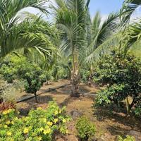 CƠ HỘI VÀNG SỞ HỮU VƯỜN CÂY ĂN TRÁI LÂU NĂM TAI LONG KHÁNH – CHÍNH CHỦ CẦN BÁN GẤP SANG MỸ ĐỊNH CƯ