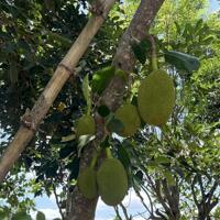 CƠ HỘI VÀNG SỞ HỮU VƯỜN CÂY ĂN TRÁI LÂU NĂM TAI LONG KHÁNH – CHÍNH CHỦ CẦN BÁN GẤP SANG MỸ ĐỊNH CƯ