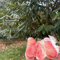 Ông Bà Em Để Lại Mảnh Vườn Chăm Kĩ Lưỡng, View Hồ Trị An Vô Cực 2000M2 Giá Cực Sốc