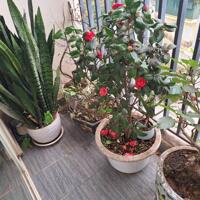 Em cần bán nhanh căn hộ tại E2 Ecohome Phúc Lợi 78m2 3pn nhà đẹp giá 4,1 Tỷ.
