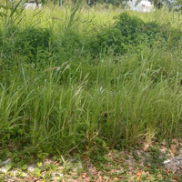 Bán Đất Dự Án The Star Village Đường Ngô Quang Thắm Nhà Bè Diện Tích 82M2 Giá 32, 5 Triệu/M2