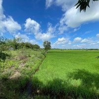 Ngân Hàng Cần Thanh Lý Lô Đất Tại Thị Trấn Hiệp Hòa, Đức Hòa, Long An, 1,598 Tỷ, 567M2
