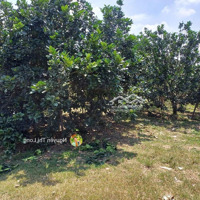 Bán Đất Sông Cầu Khánh Vĩnh Full Thổ Cư