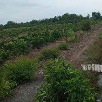 Đất Lớn Phù Hợp Làm Trang Trại Vườn. Nhà Vườn Nghỉ Dưỡng Rất Dêp