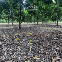 Bán Hơn 4 Sào Đất Trồng Cây Lâu Năm Tại Cam Hòa