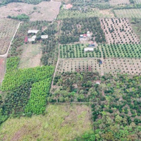 Đất Vườn Đường Bê Tông Xe Hơi, View Đẹp. Đường Xe Hơi. Giá Chỉ 600 Triệu/Sào (Tl) Hàng Gòn Long Khánh