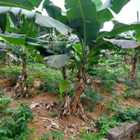 Bán Đất 100M2, Phố Yên Hòa, Quận Cầu Giấy, Hà Nội. Vị Trí Đẹp Giá Rẻ. 10 Tỷ Có Thương Lượng