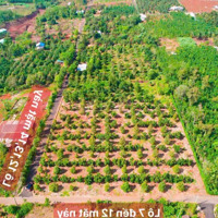 Đất Giá Rẻ 495 Triệu/ 135M2 Quảng Thành, Châu Đức, Có 80M2 Thổ Cư Liên Hệ: 0357 7625 68