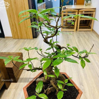 Hoa Hậu Đại Thanh!!! Căn Đầu Hồi- 56M2- 2N2Vs- Sổ Đỏ- Full Nội Thất- Tầng 15