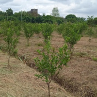 Do Bận Rộn Không Chăm Sóc Được,Bcần Bán Vườn Trái Cây.dt 1.7650M