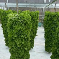 Bán Bđs Farm Rau Xà Lách Thủy Tinh Lâm Đồng