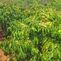 Sót Lại Duy Nhất 1 Siêu Phẩm Tại Gia Lai