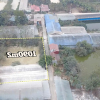 Bán 3 Sào Đất Trang Trại Tại Cấn Hữu, Quốc Oai Sẵn Trang Trại Cũ Đường Bê Tông Đẹp