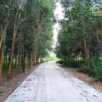 bán đất 4,3 hecta xã Khánh Nam, Khánh Vĩnh quy hoạch Nông Nghiệp Khác làm trang trại, nhà kính