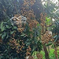 Vườn Nhãn 3 Năm Tuổi Thuộc Xã Hoà Hội Xuyên Mộc Brvt