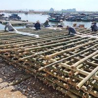 Bán Đất Tại Phường Tân An, Thị Xã Quảng Yên, Tỉnh Quảng Ninh. Diện Tích 250M2 Mặt Tiền 10M