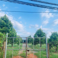 Cần Nhượng 3500M2 Vườn Sầu 4 Năm Tuổi 395 Triệu, Để Lại 100% Hệ Thống Tưới Tiêu. Đất Thổ Nhưỡng, Lộ 12M