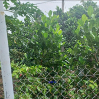 Bán Nền: 174M² (6M X 29M, Thổ 134M²) Đường Nhựa 3.5M (Giáp Ranh Thị Trấn), Xã Mỹ Thọ, H Cao Lãnh