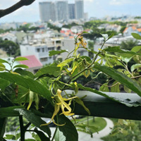 Bán Nhanh Căn 3 Phòng Ngủ 2 Vệ Sinh96M2 - Hướng Đông Nam - Full Nội Thất Cao Cấp Còn Mới - Giá Bán 7,5 Tỷ