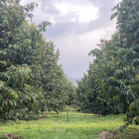 Bán Vườn Sầu Riêng 15000M2 View Sông Đạ Hoai 300 Cây Thái Năm Thứ 6, Đang Thu Mạnh.